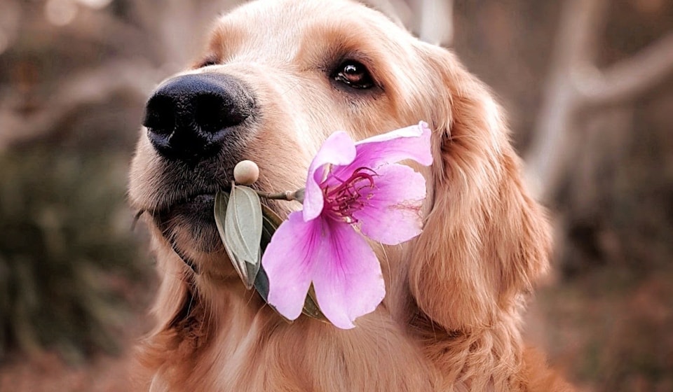 Two dogs relaxing together after grooming