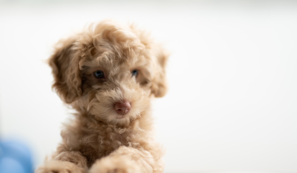 Dog waiting beside a bowl at mealtime