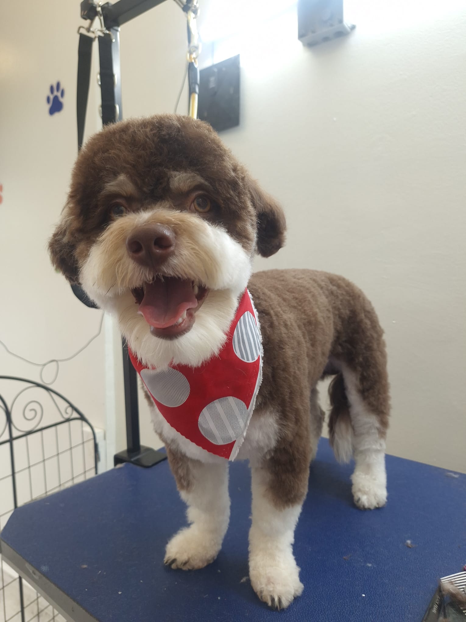 A happy brown-and-white pup beaming with joy after a fresh trim and makeover.