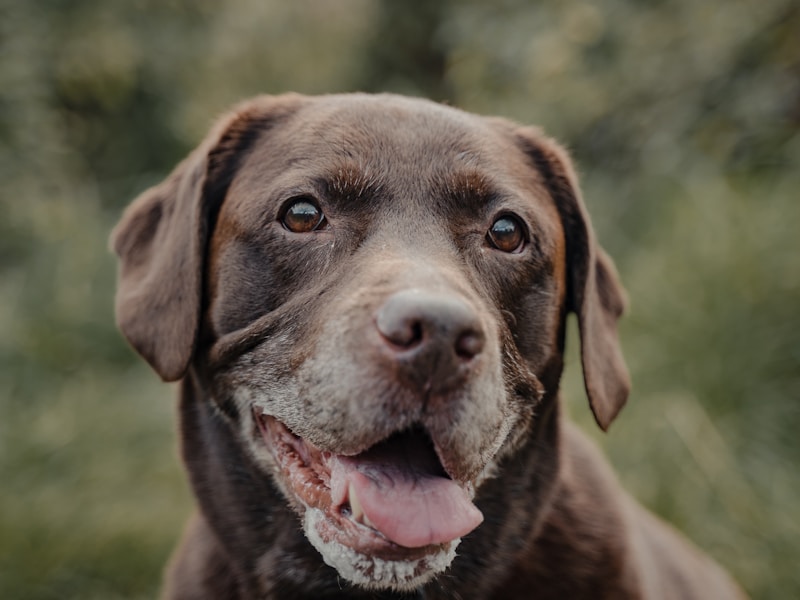 Brown short-coated dog on green grass