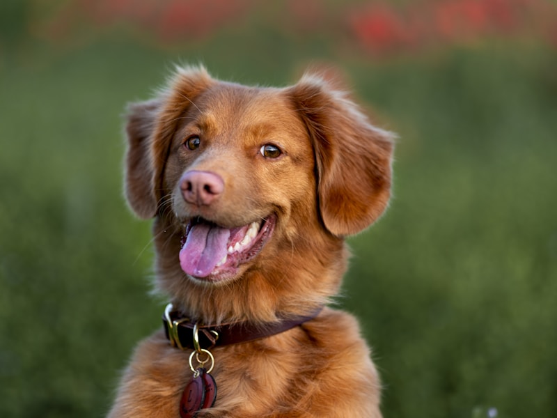 Long-coated brown dog on grass