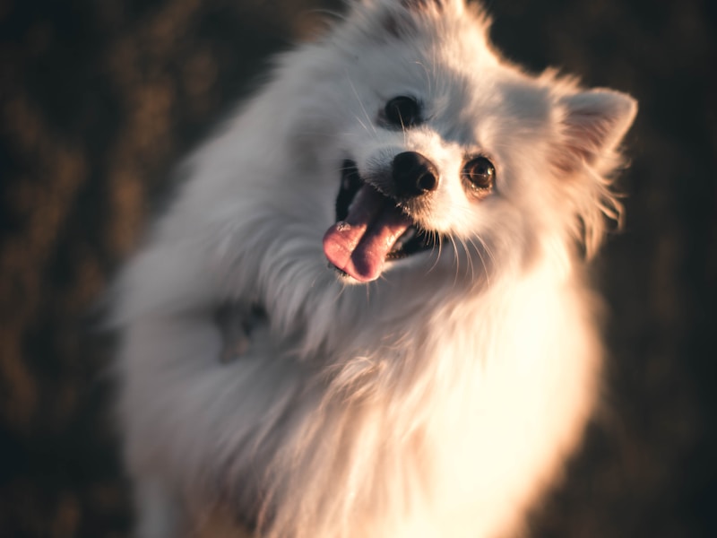 White dog with its tongue out
